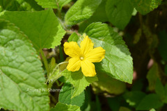 Cucumis sativus f. hardwickii